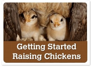 Getting Started Raising Chickens