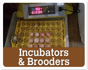 Incubators & Brooders