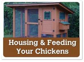 Housing & Feeding Your Flock