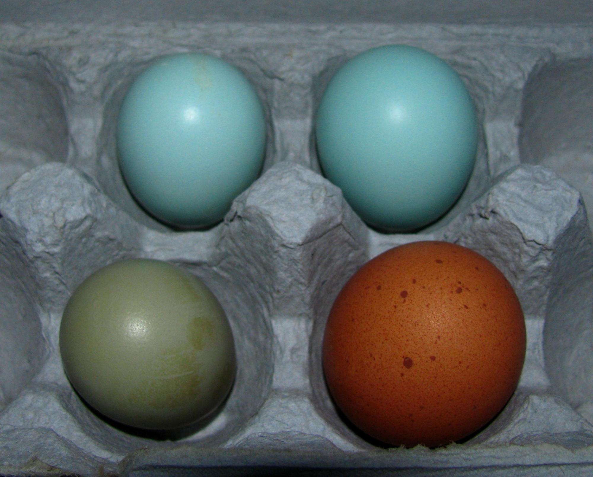 Blue wheaten ameraucana, blue/splash marans, and an new olive egg!!! 