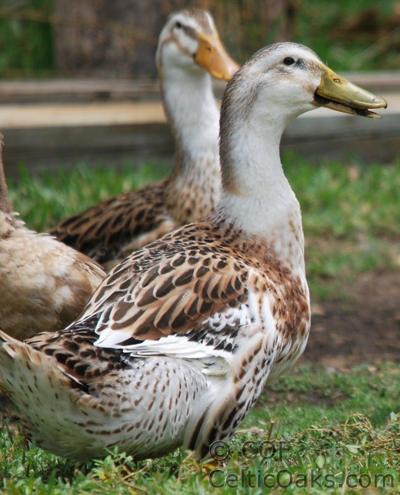 There are Call ducks, Khaki Campbells, Silver Appleyards, White Muscovy, Bl...