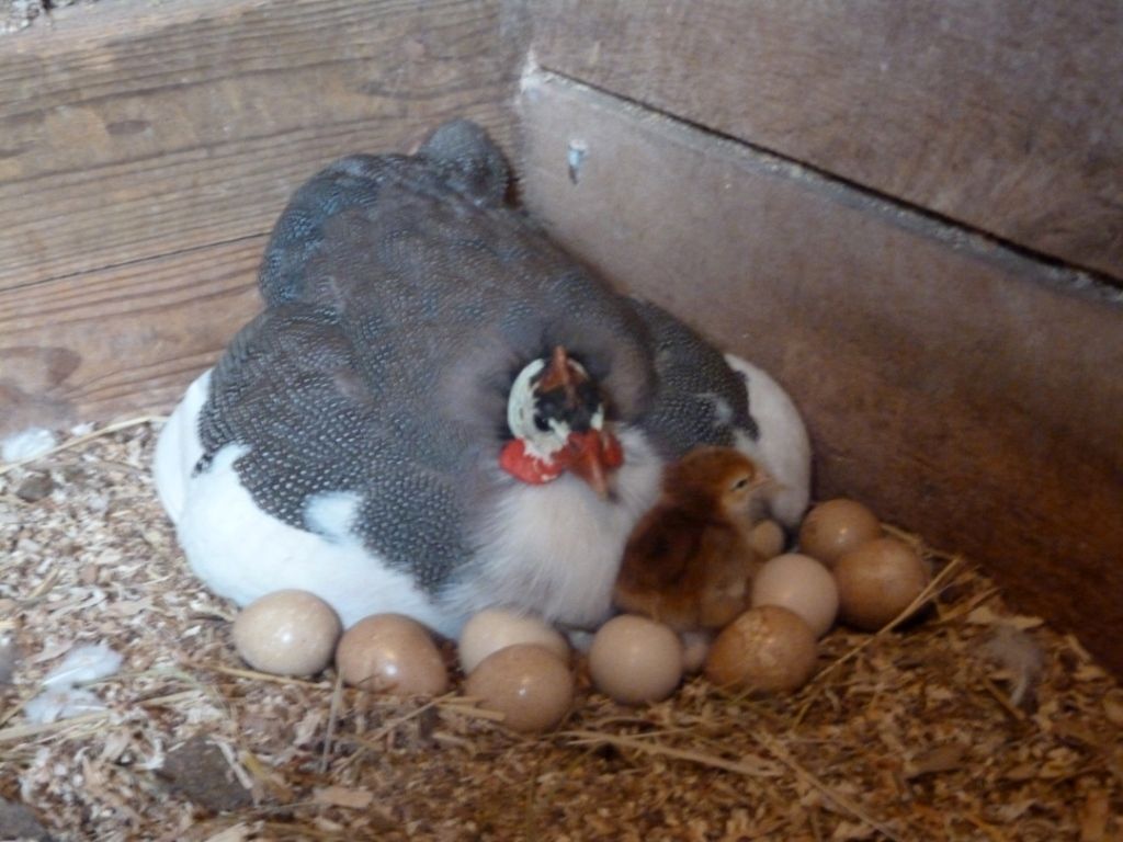 Сколько времени высиживают яйца. Цесарка яичная. Цесарка высиживает яйца. Цесарки несушки. Цесарка птенец.