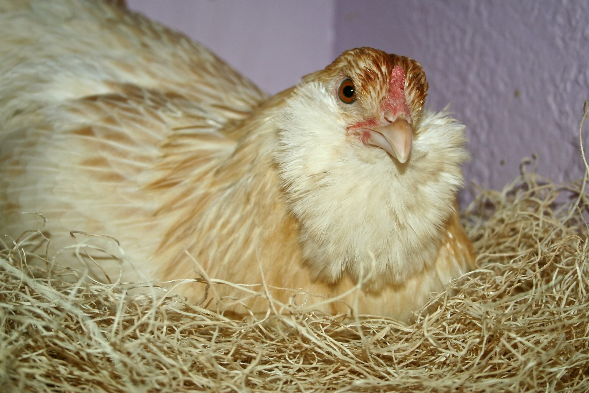 Eliza- Easter Egger- currently 6 months old pullet. 