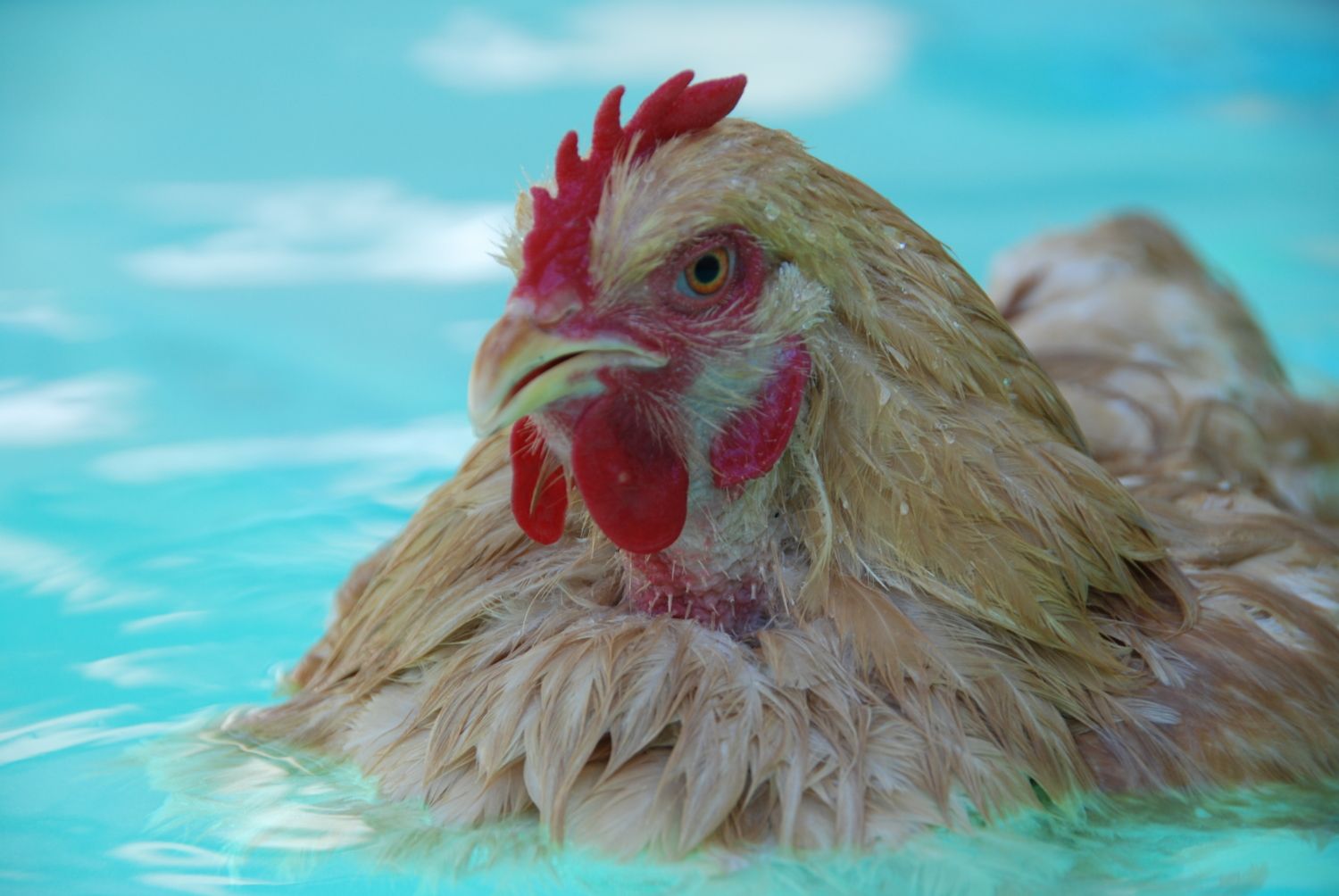 И ты словно мокрая курица. Мальдивская Курочка. Мокрая курица фото. Beauty курица. Куры умеют плавать.