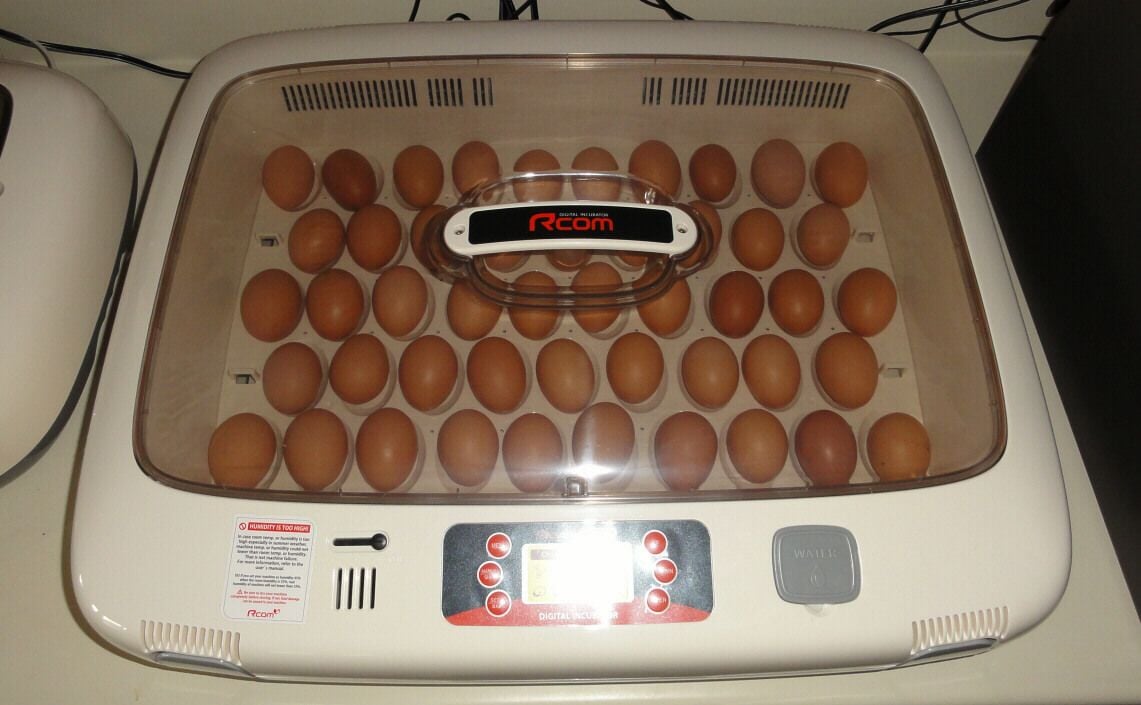 Imag r com. Инкубатор RCOM 50 Pro. Инкубатор для яиц RCOM 50. Корейский инкубатор 50яиц. Инкубатор рком 20.