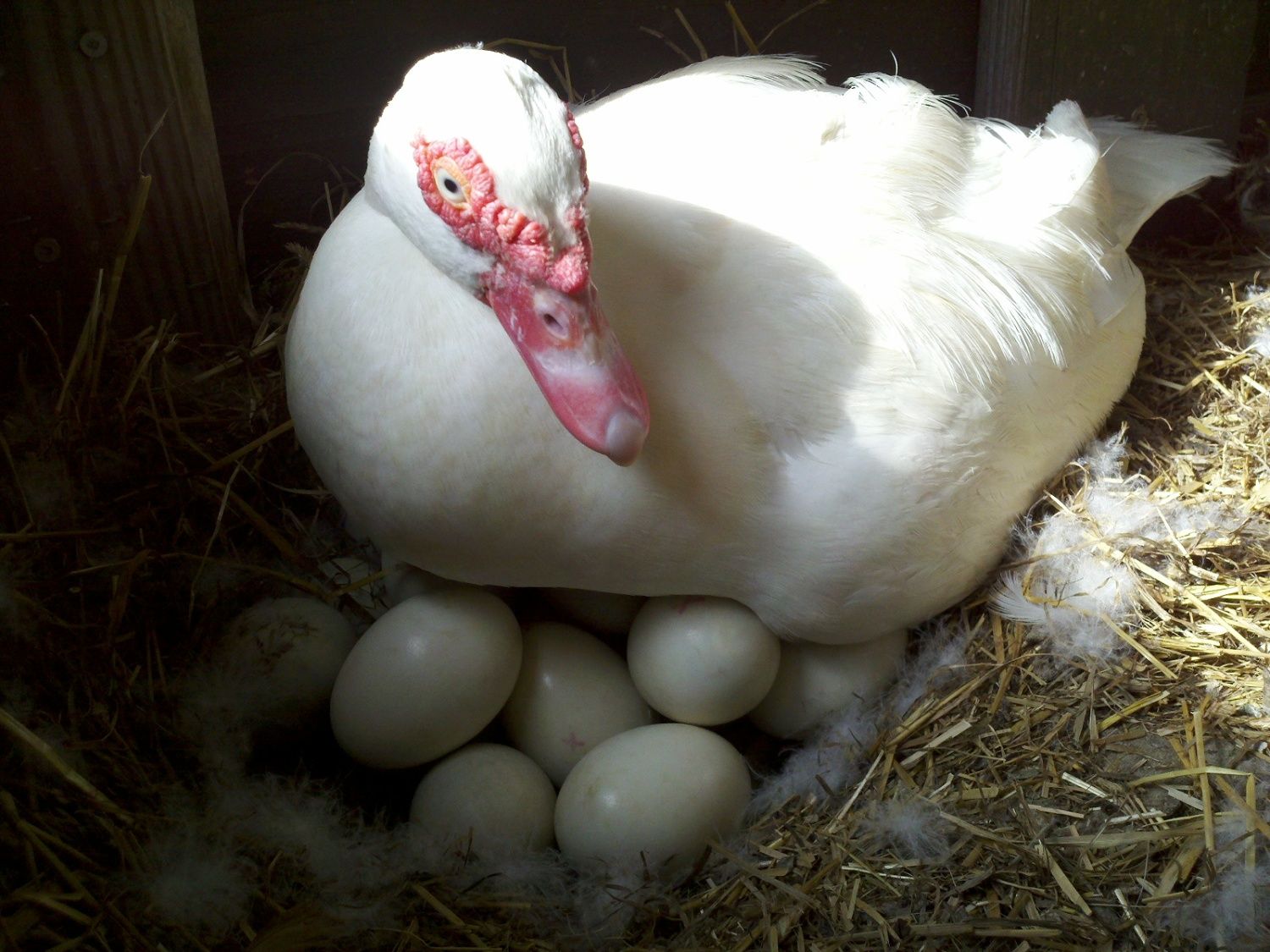 Сколько сидит утка на яйцах. Инкубационное яйцо индоутки. Инкубационное яйцо мускусной утки. Мускусная белая индоутка. Яйцо индоутки.