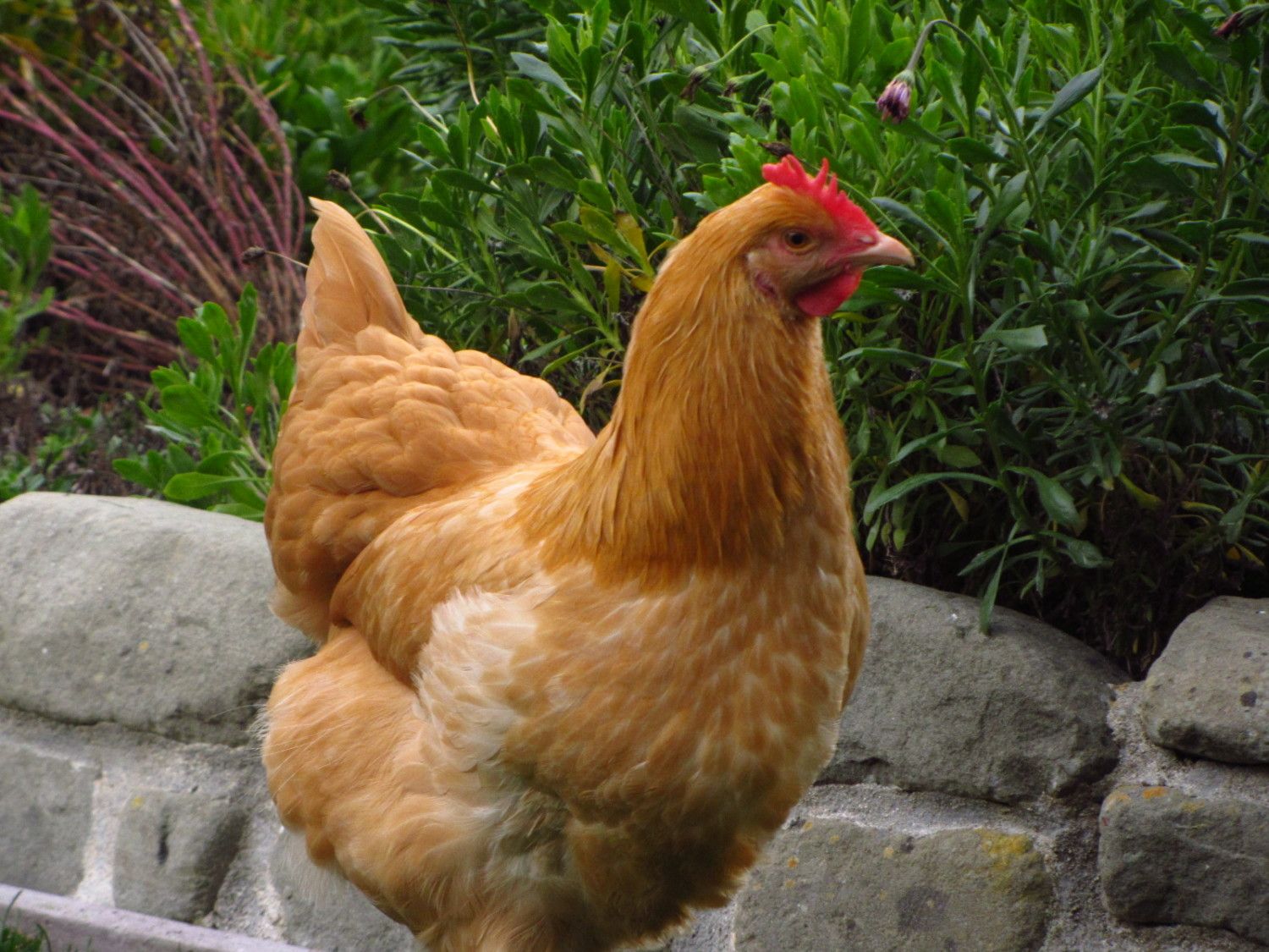 I have four chickens, a black australorp, a buff orpington, and... 