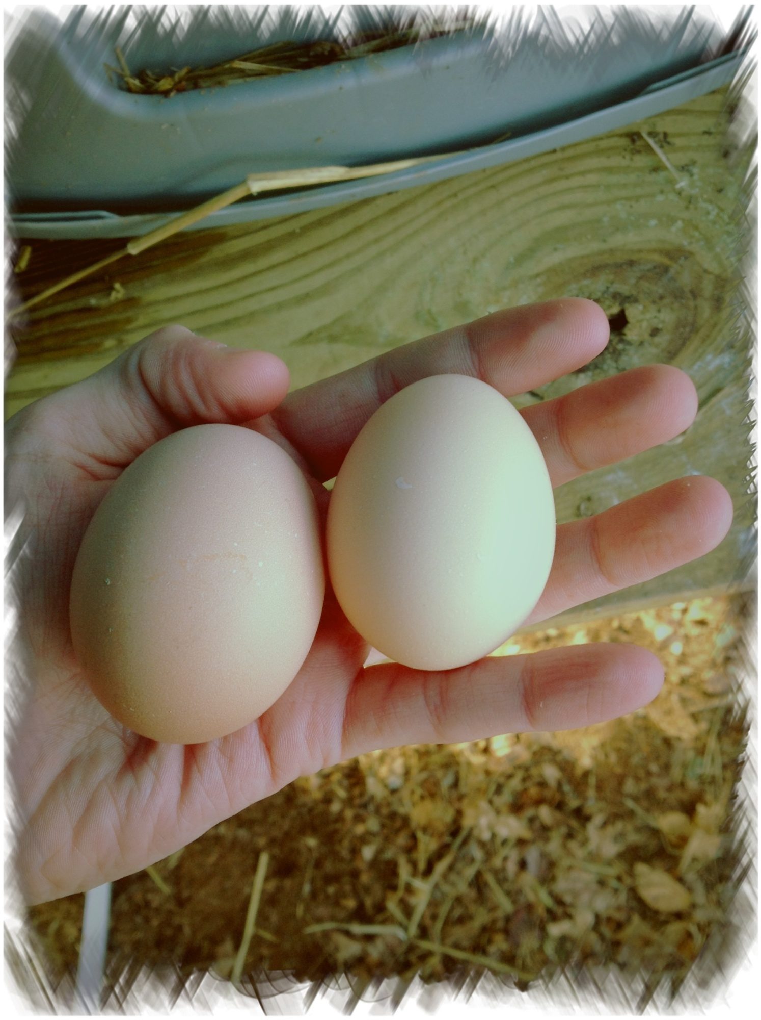 Какие куры лучше для яиц. Плимутрок куры яйца. Полосатый плимутрок яйца. Плимутрок полосатый цвет яйца. Плимутрок порода кур яйца.