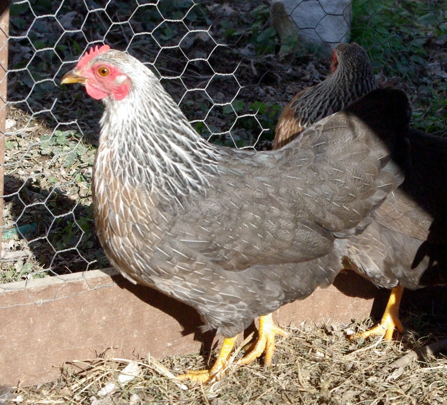 Here are my Bantam Silver Duckwing Welsummers (ignore the serama hen) .
