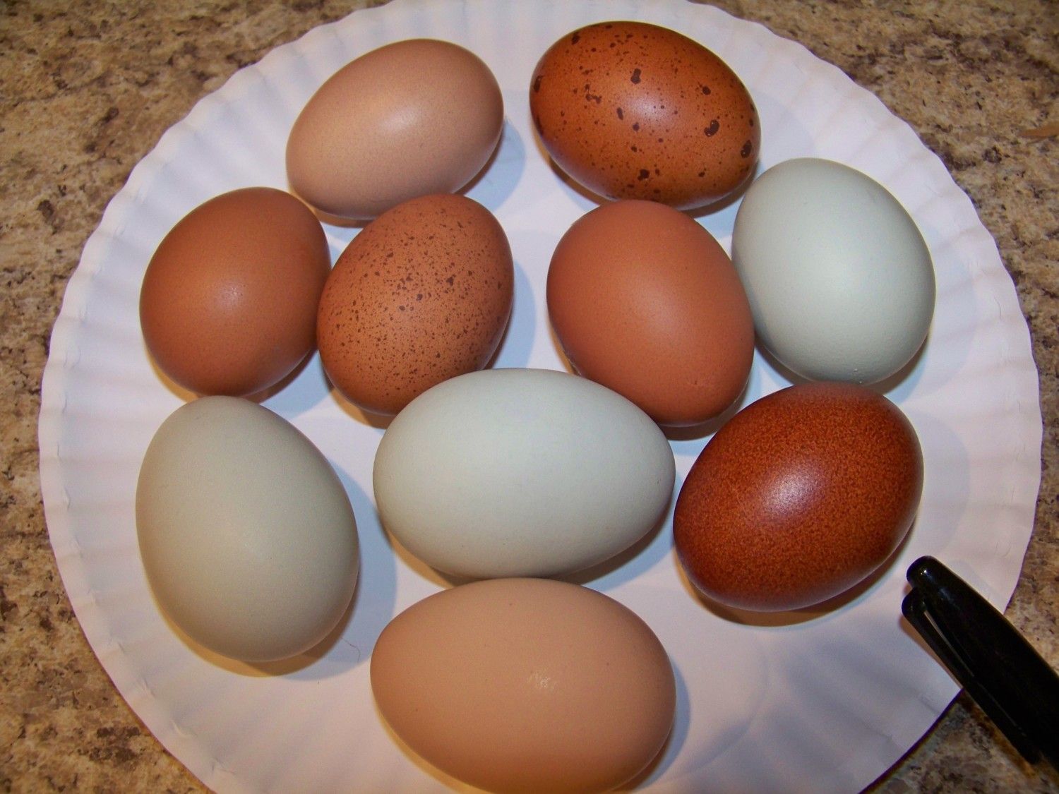 I have Marans eggs like the dark ones here. 