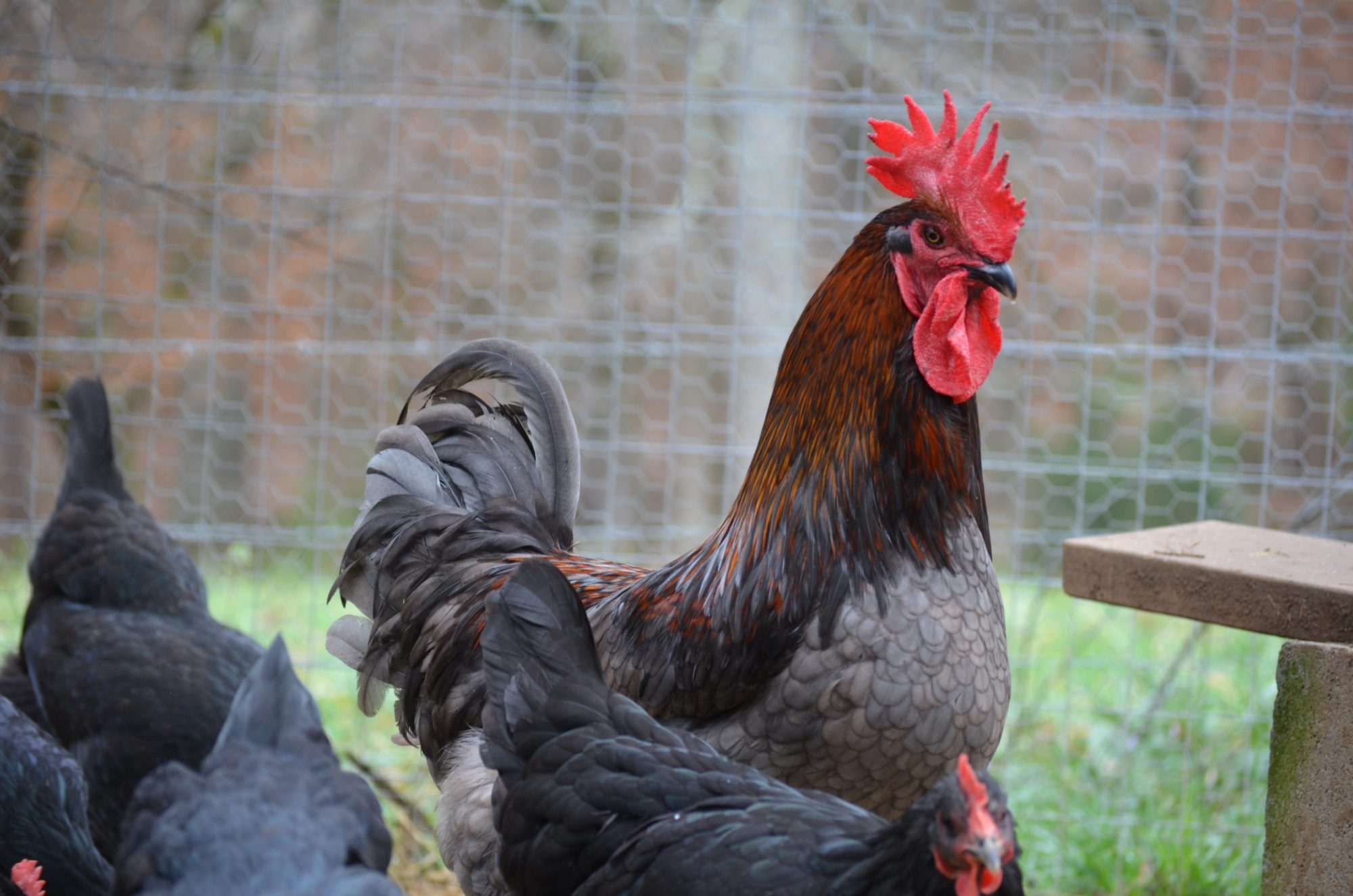 Steele Blue Copper Marans Rooster.