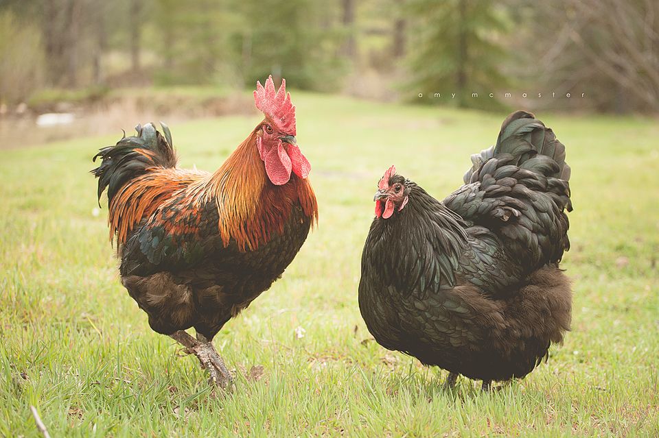 French Black Copper Marans rooster.