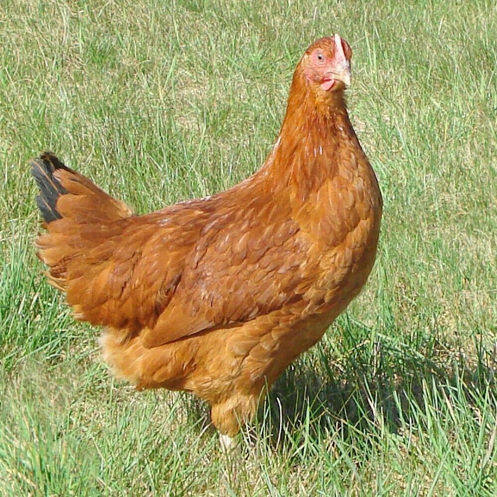 Gallina Isa Brown