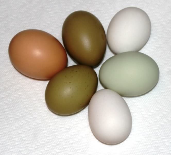 My green eggs are like the light coloured one. 