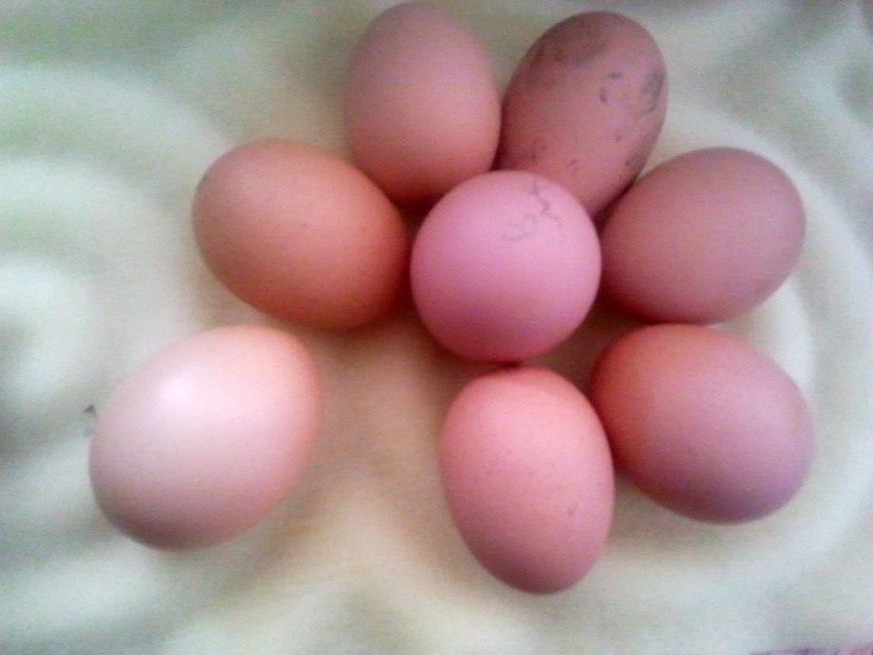 Розовое яйцо порода