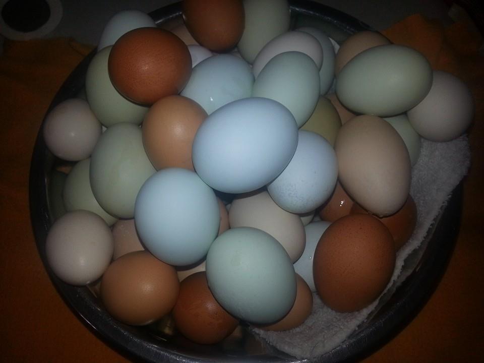 The creme colored eggs are from the silkie and the darker ones are marans. 