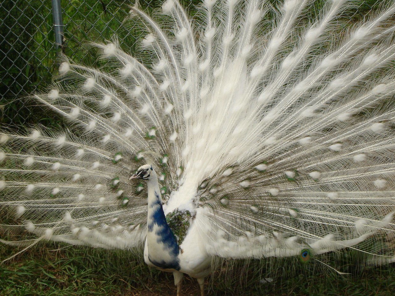 Silver Pied Peacock. 