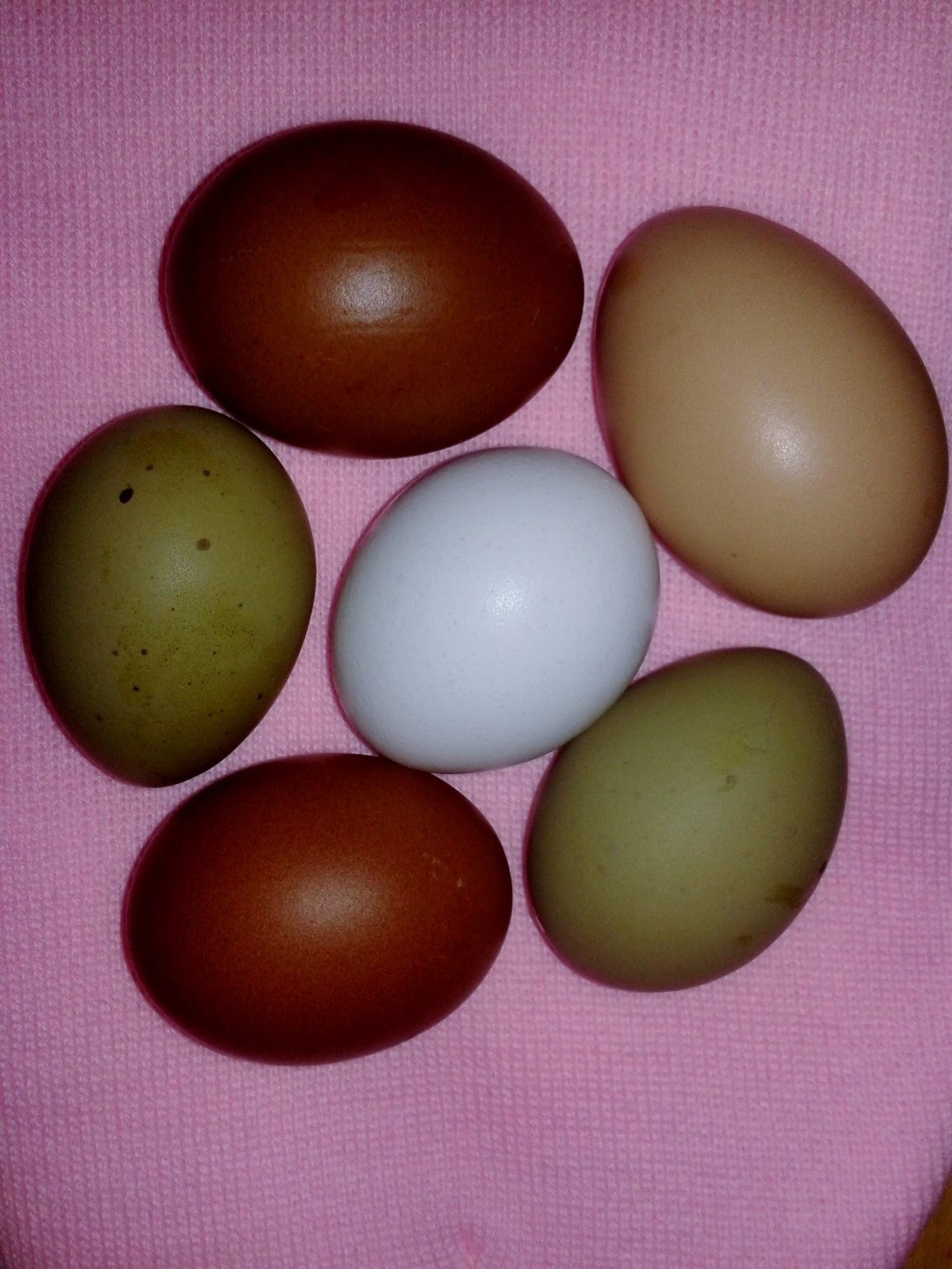 Розовое яйцо порода. Куры Араукана яйца. Куры породы Маран яйца. Араукана яйца. Куры породы Араукана яйца.