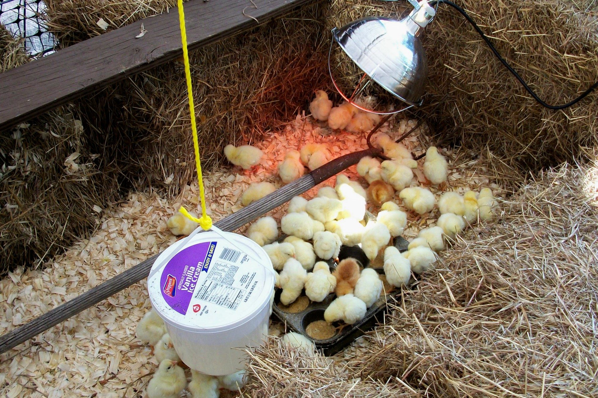 Сколько держать цыплят под лампой