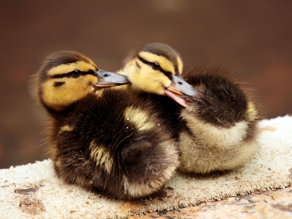 Ducks vs