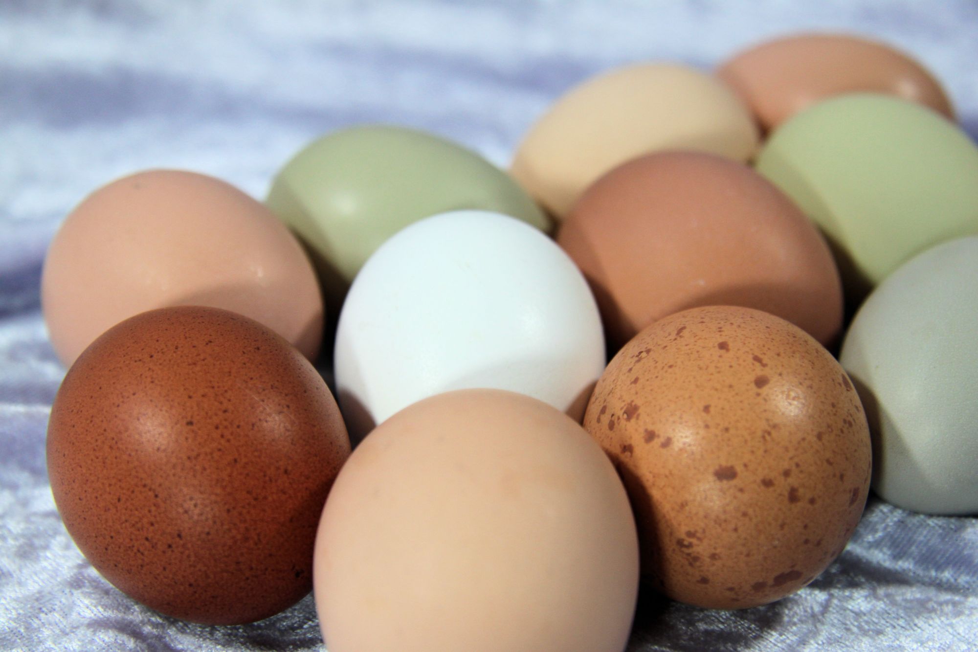 Обожает яйца. Вельзумер яйцо. Настоящие яйца. Яйца 2022 фото. Фото поддельных яиц.