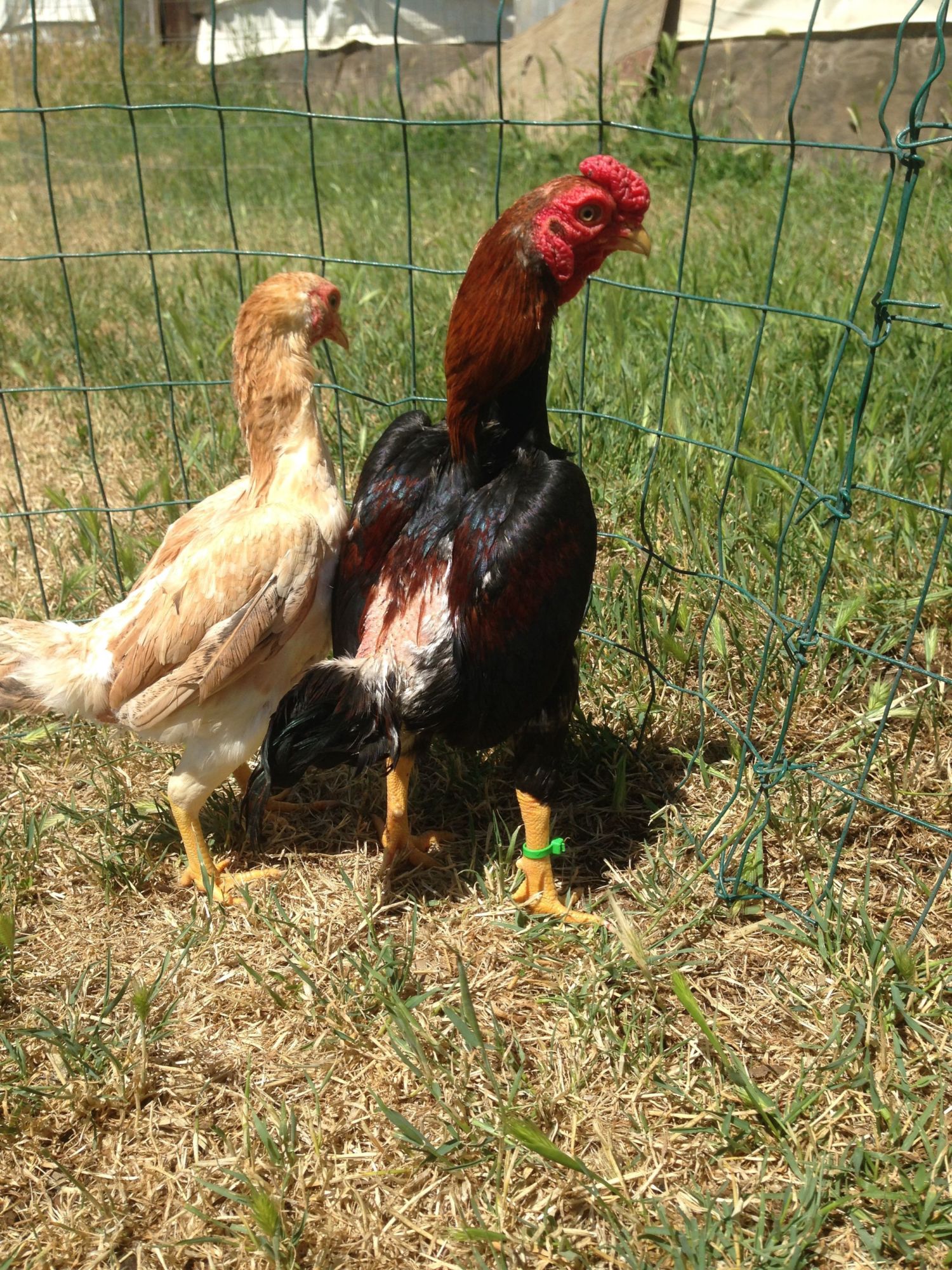Bulico rooster for sale $150 (madera ) pic hide this posting restore restor...