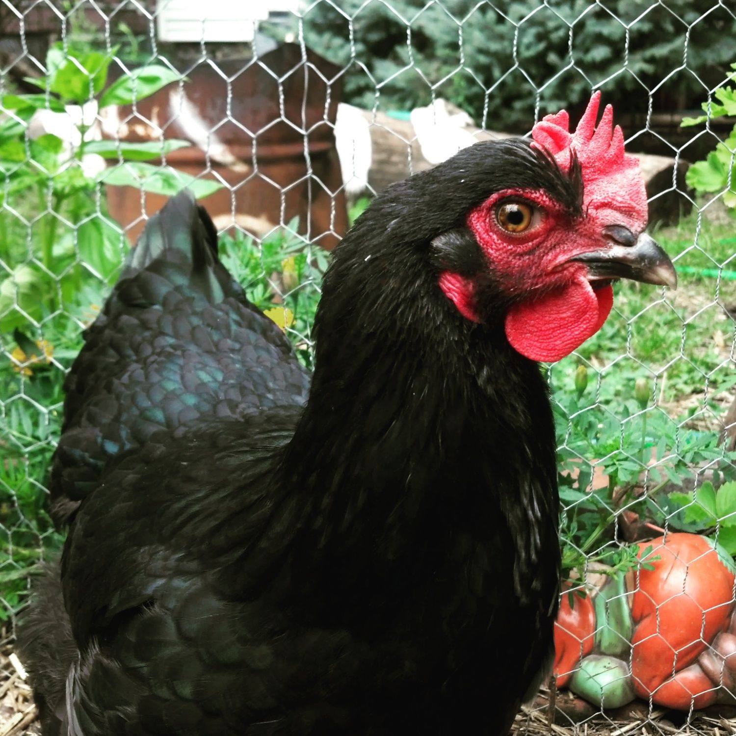 This is my black copper maran suspect rooster only due to the extreme redne...