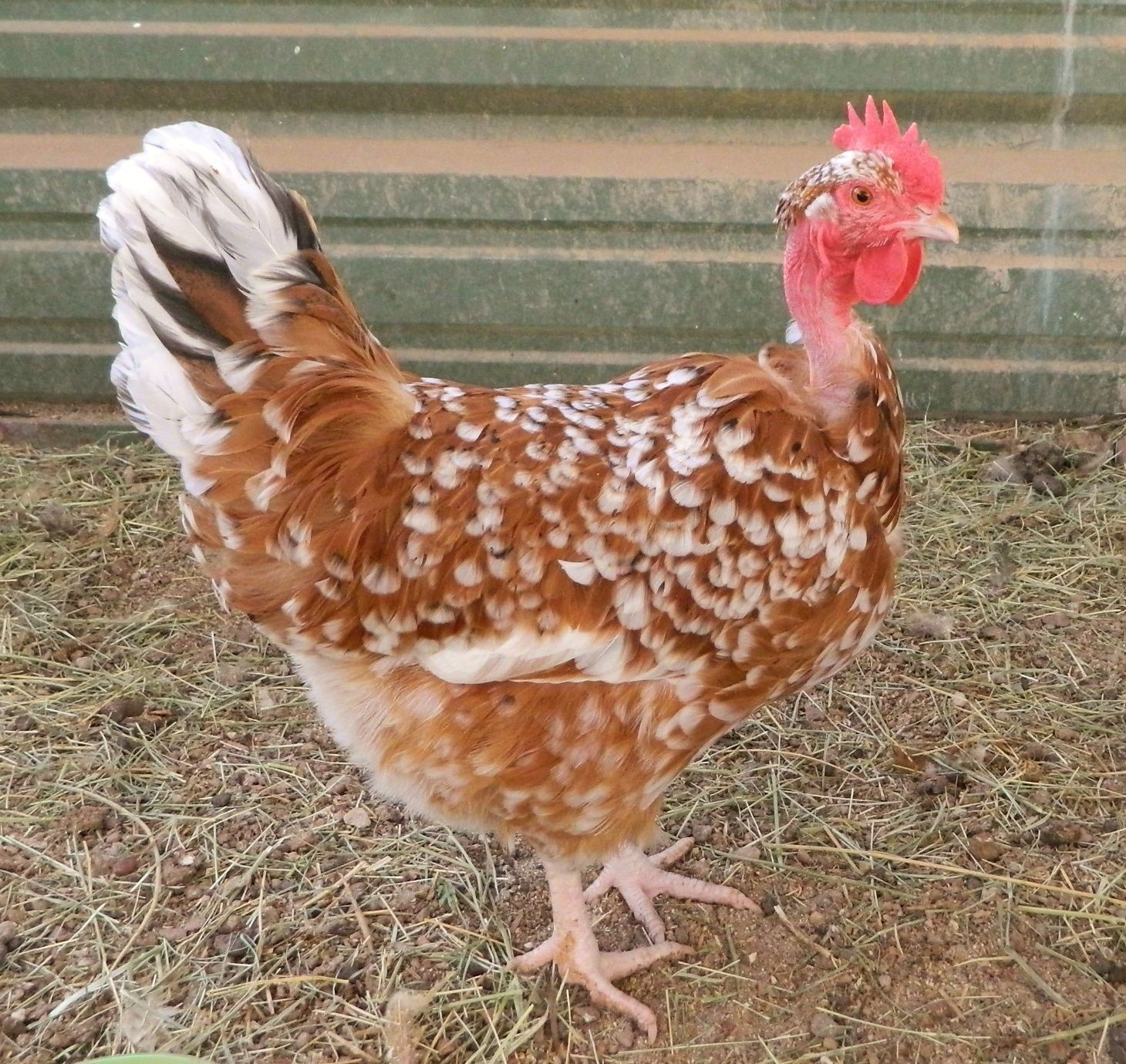 Auction: 12 Mottled Naked Neck (Turken) Eggs - Large Fowl - Not Bantam! 