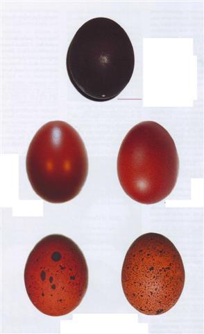an extraordinary eggs colour, caused by a very slow passage of a few days