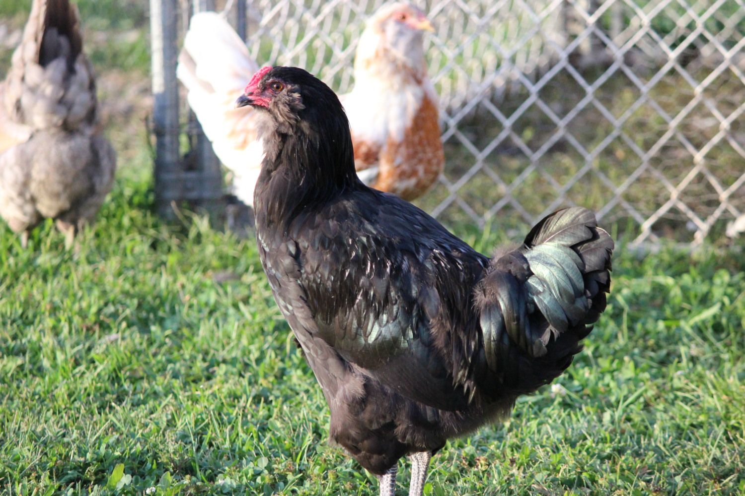 Амераукана порода кур фото WANTED- Ameraucana Cockerel or Rooster BackYard Chickens - Learn How to Raise Ch