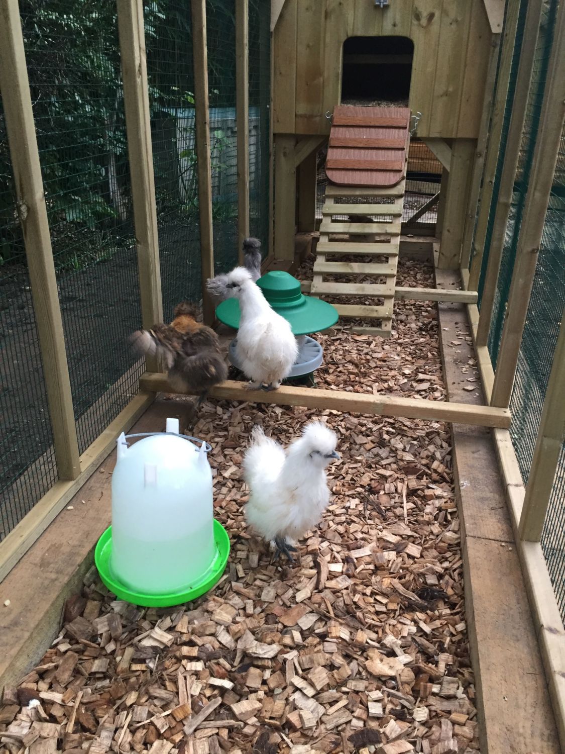 chicken coop with chickens and wood shavings