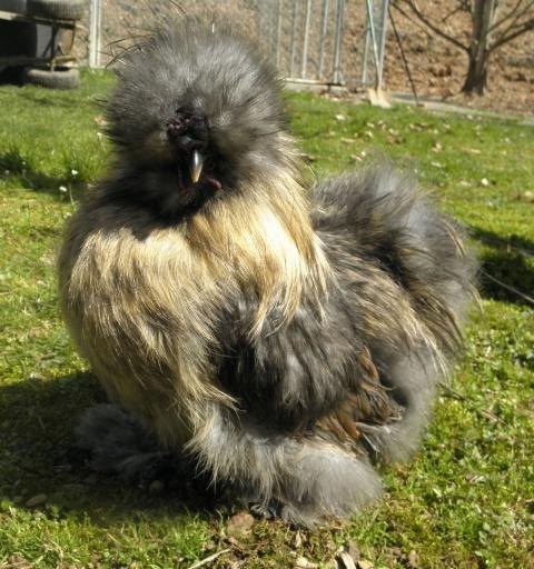 There are a lot of threads on here about silkie crosses but never just colo...