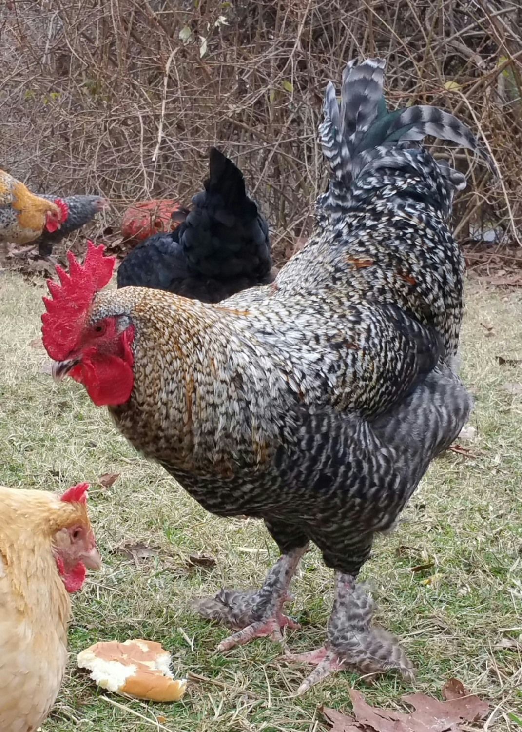Double barred Golden Cuckoo Marans Rooster. 