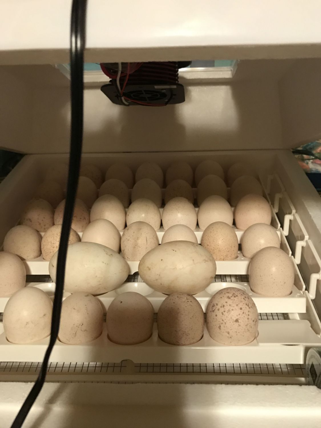 Сколько можно хранить гусиные яйца. Инкубация гусиных яиц в инкубаторе Нептун. Гусиные яйца в инкубаторе. Инкубатор Теплушка гусиные яйца. Яйца инкубатор гусиные в инкубатор.