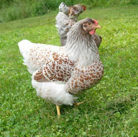 I am offering 6 + blue laced red wyandotte hatching eggs. 