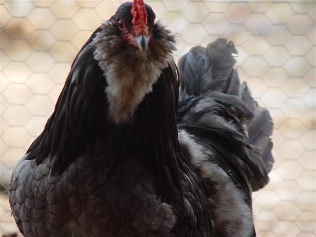 There is also a Frizzle Easter Egger rooster. 
