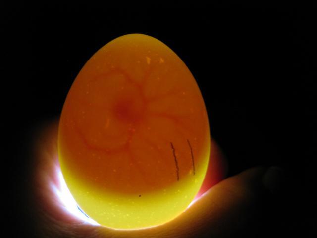Как узнать есть ли в яйце зародыш. Овоскопирование гусиных яиц. Оплодотворные яйцо овоскопирование. Овоскопирование страусиных яиц. Овоскопирование мускусной утки.