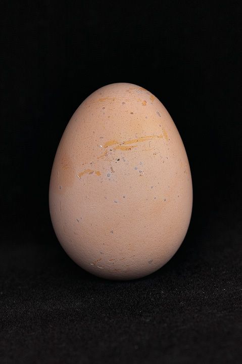 Яйца окрас. Расцветка яиц. Цвет яиц. Яйцо молочного цвета. Американ цвет яиц.