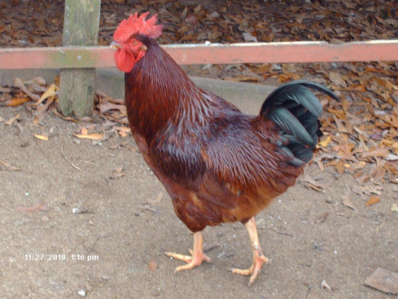 Куры род айленд фото The Heritage Rhode Island Red Site Page 76 BackYard Chickens - Learn How to Rais