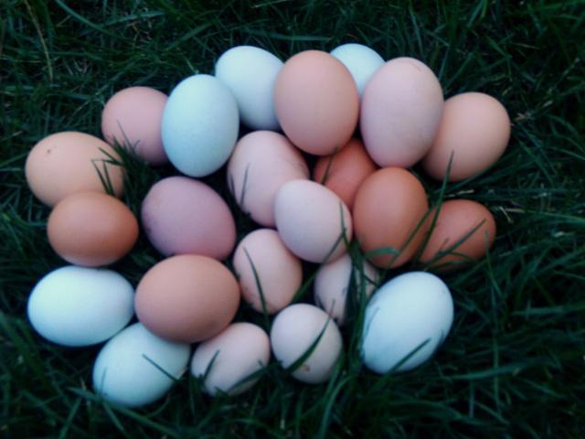 Розовое яйцо порода. Амераукана яйца. Амераукана куры яйца. Амераукана порода кур яйца. Яйца Амераукана розовые.