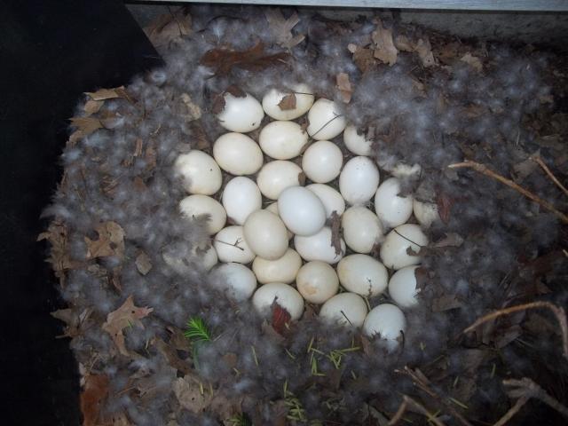 Сколько яиц можно под индоутку. Индоутки муларды. Яйцо мускусной утки. Муларды яйца. Муларды утки яйцо.