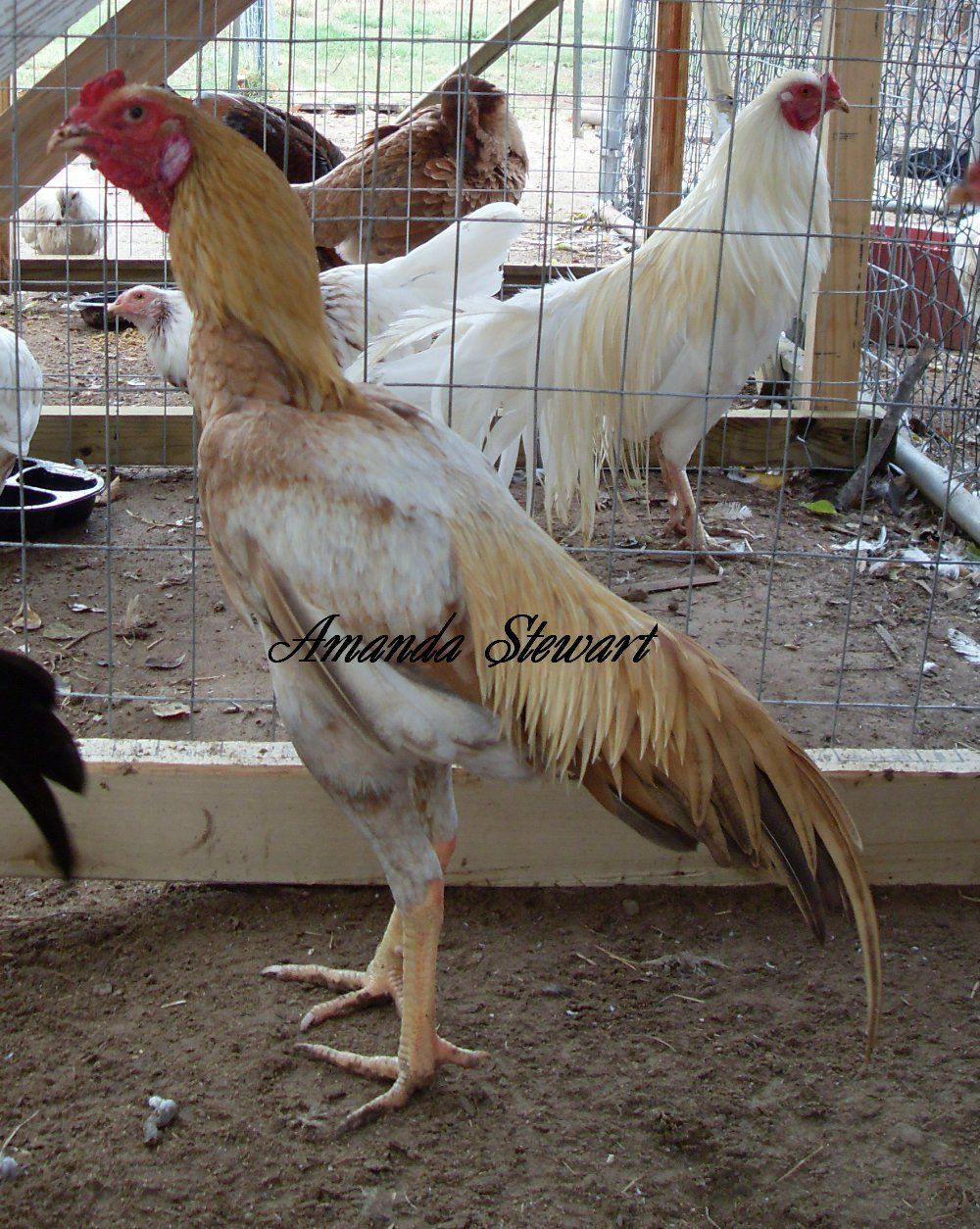 Shamo rooster and shamo/malay pullet.