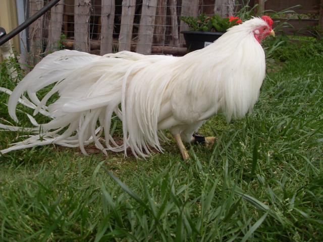 These will be out of my white rooster and 4 white hens, a silver duckwing y...