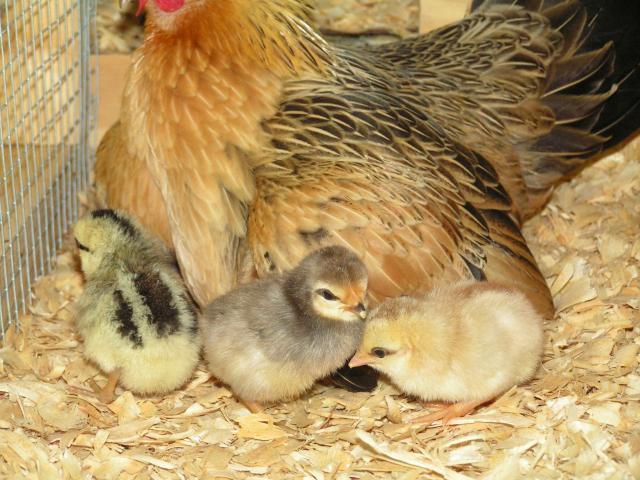 Three different colored chicks from my OEG Bantam hen? 