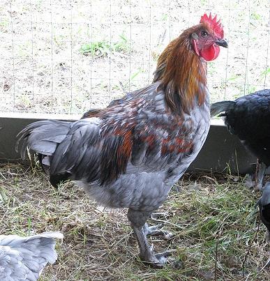 This is my Blue Copper Marans roo. 