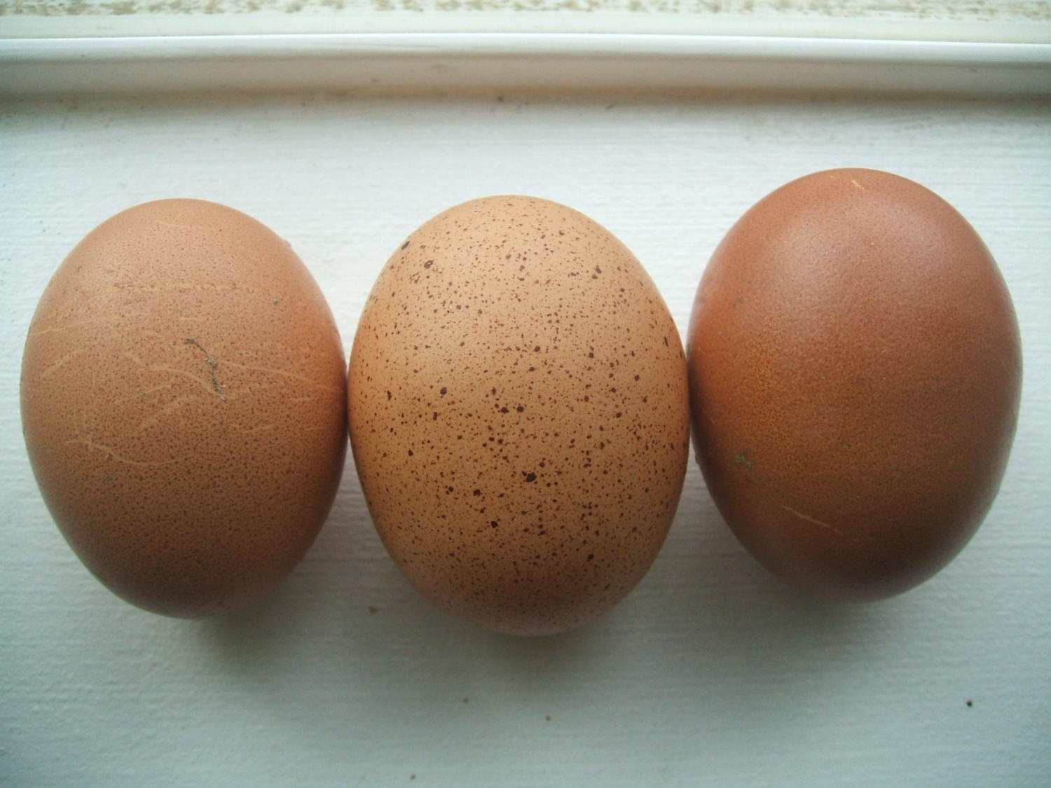 Самые яичные курицы. Яйца кур Барневельдер. Барневельдер порода кур яйца. Барневельдер золото яйца. Порода куриц Хайнлайн яйцо.