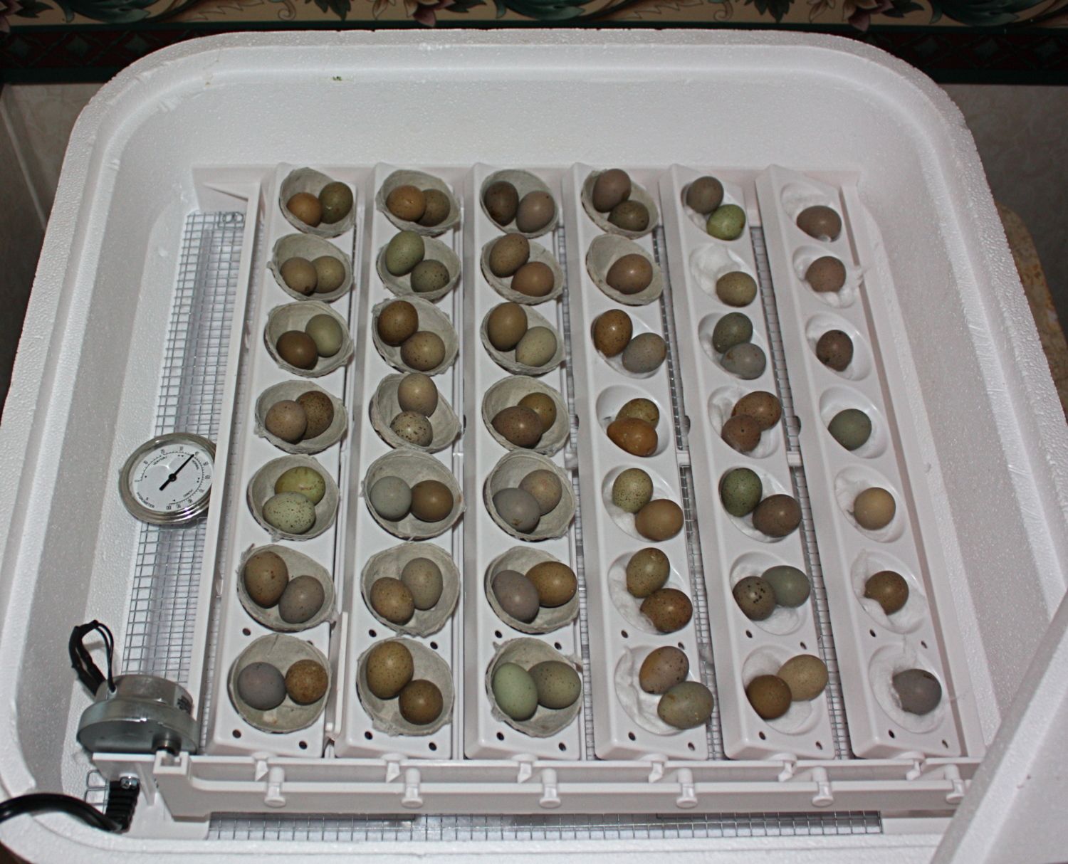 Сколько в день переворачивать яйца. Инкубация перепелиных яиц в инкубаторе. Инкубатор для перепелиных яиц. Инкубация перепелиных яиц блиц 72. Таблица инкубации перепелов.