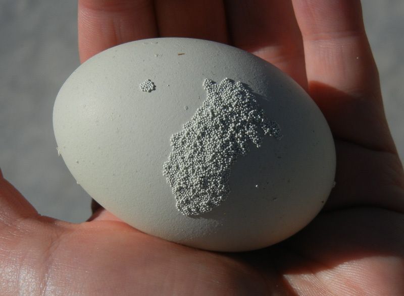 Крошка яйцо. Наросты на скорлупе куриных яиц. Кальциевые отложения на скорлупе. Маленькие яйца.