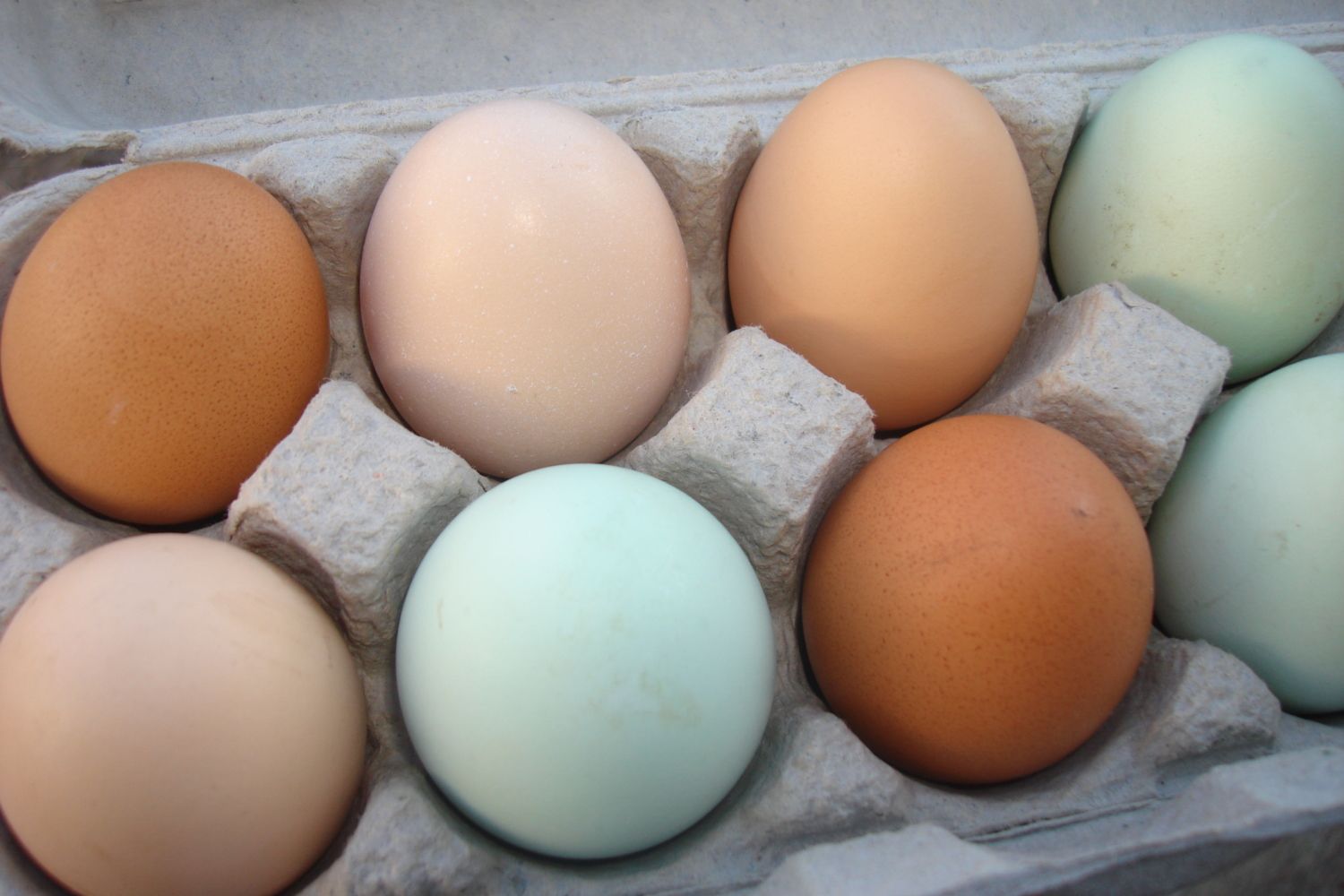 Купить яйцо киров. Яйца кур Амераукана. Куры Араукана яйца. Яйца утки Араукана. Яйцо домашнее.
