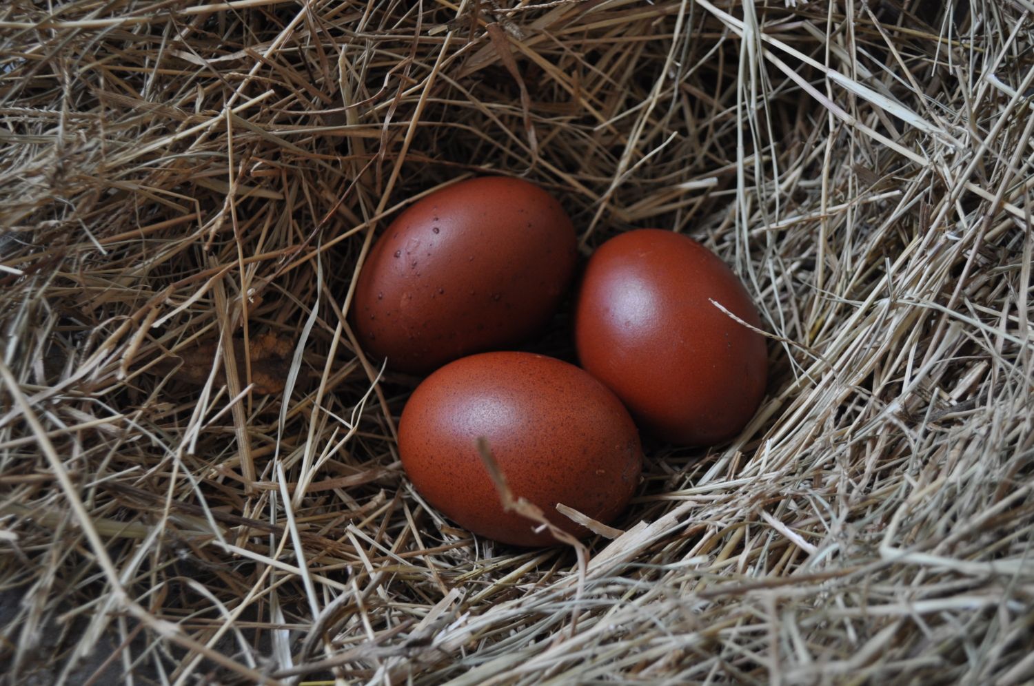 If I could have only five hens, and I was interested in table eggs, marans ...